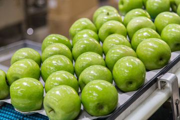 Apples on a conveyor belt.