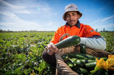 Man holding zucchini.