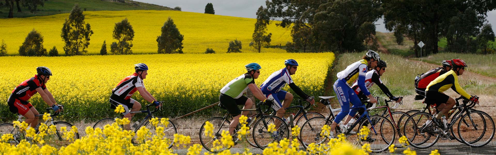 Cyclists riding though canola fields.